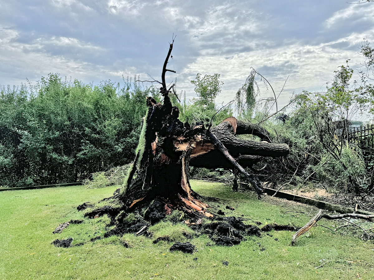 Storm Damage  Tree Removal & Trimming Contractor